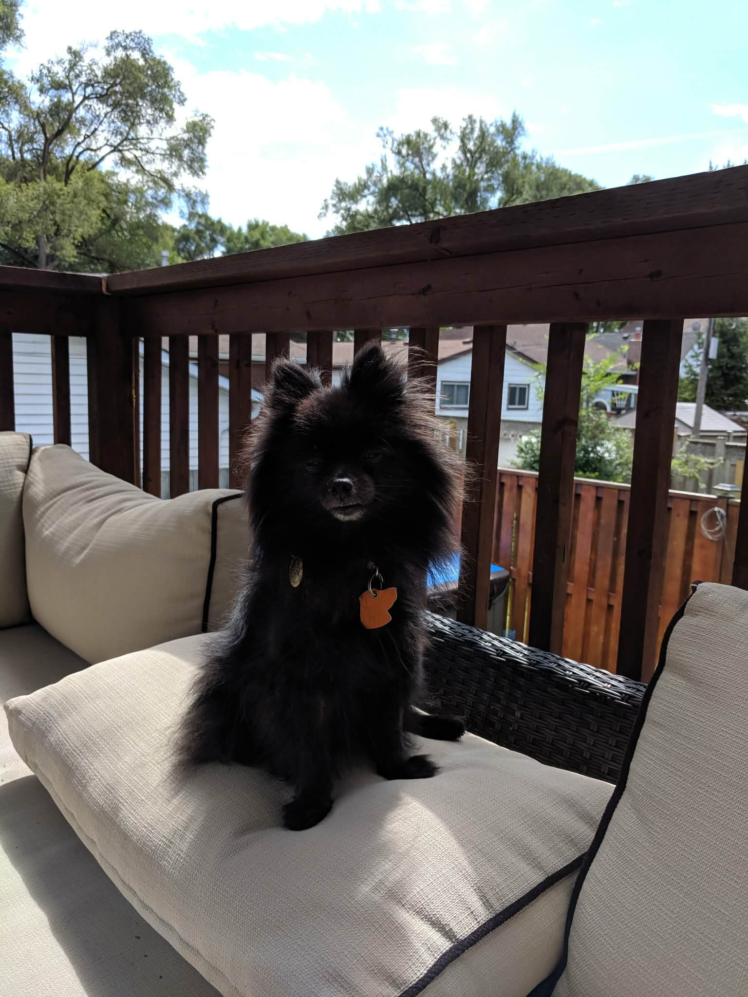 Bella Boo, the dog who inspired our first homemade treats