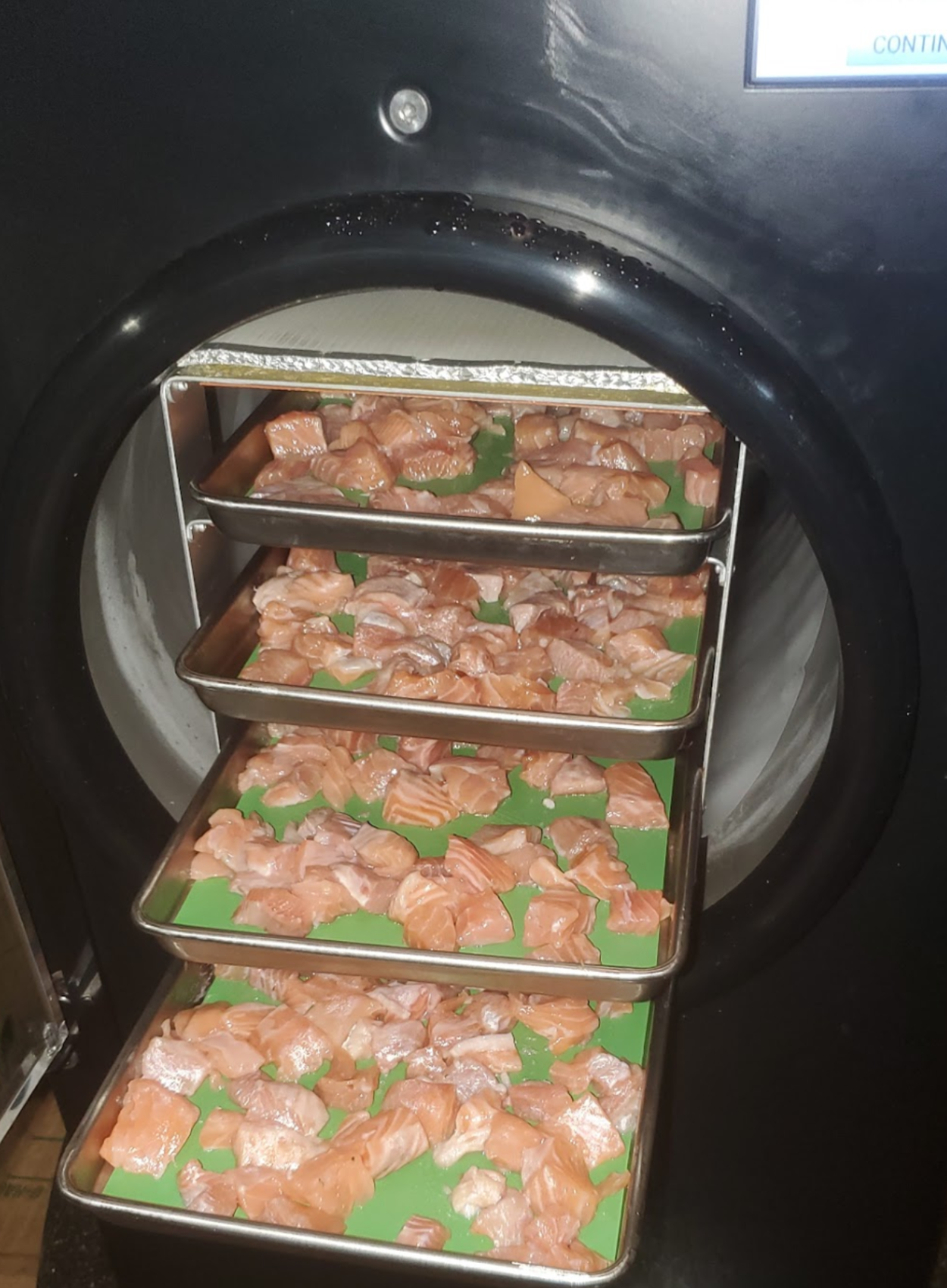 Raw salmon pieces arranged on four trays inside the Dogzilla freeze dryer before freeze drying