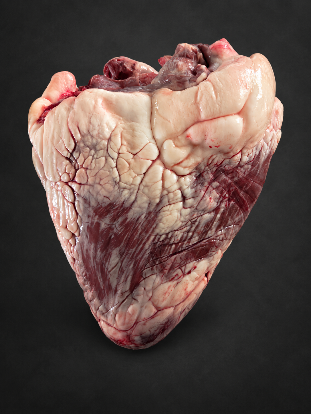 Whole raw beef heart before preparation on a charcoal background